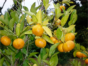 Nobiletin 高含量の陳皮の基原植物である柑橘類 Citrus reticulata Blanco