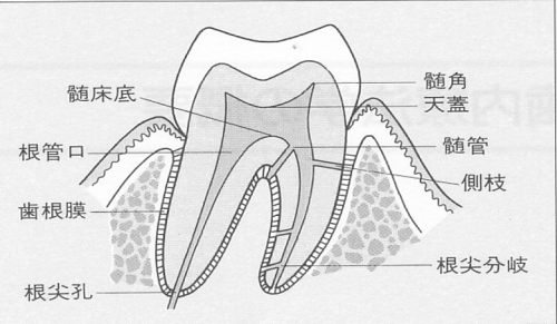 図1.　歯の解剖図