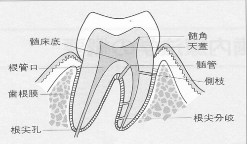 図1. 歯の解剖図